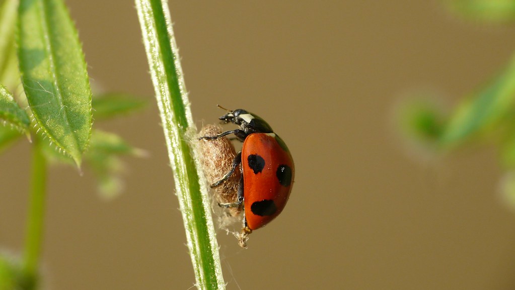 The Perfect Bodyguard (image credits: flickr)