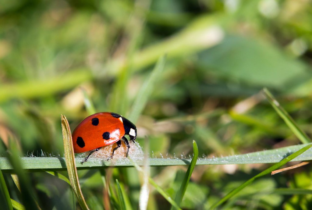 Implications for Biological Control (image credits: flickr)