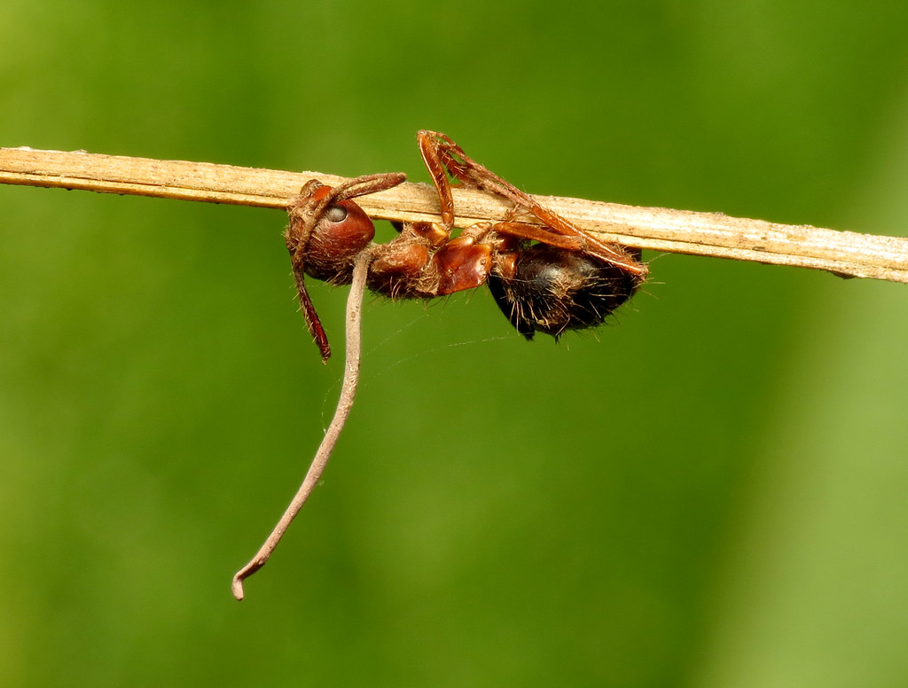 The Broader Context of Parasitic Manipulation (image credits: flickr)