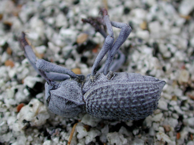 The Science Behind Playing Dead (image credits: wikimedia)