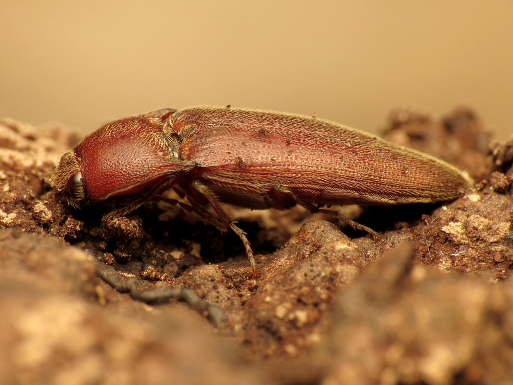 Species That Excel at This Survival Strategy (image credits: flickr)