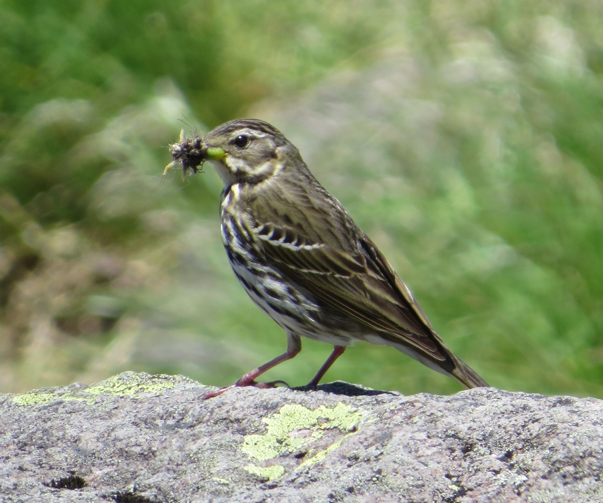 Predator Responses and Adaptations (image credits: By Alpsdake, CC BY-SA 3.0, https://commons.wikimedia.org/w/index.php?curid=31044886)