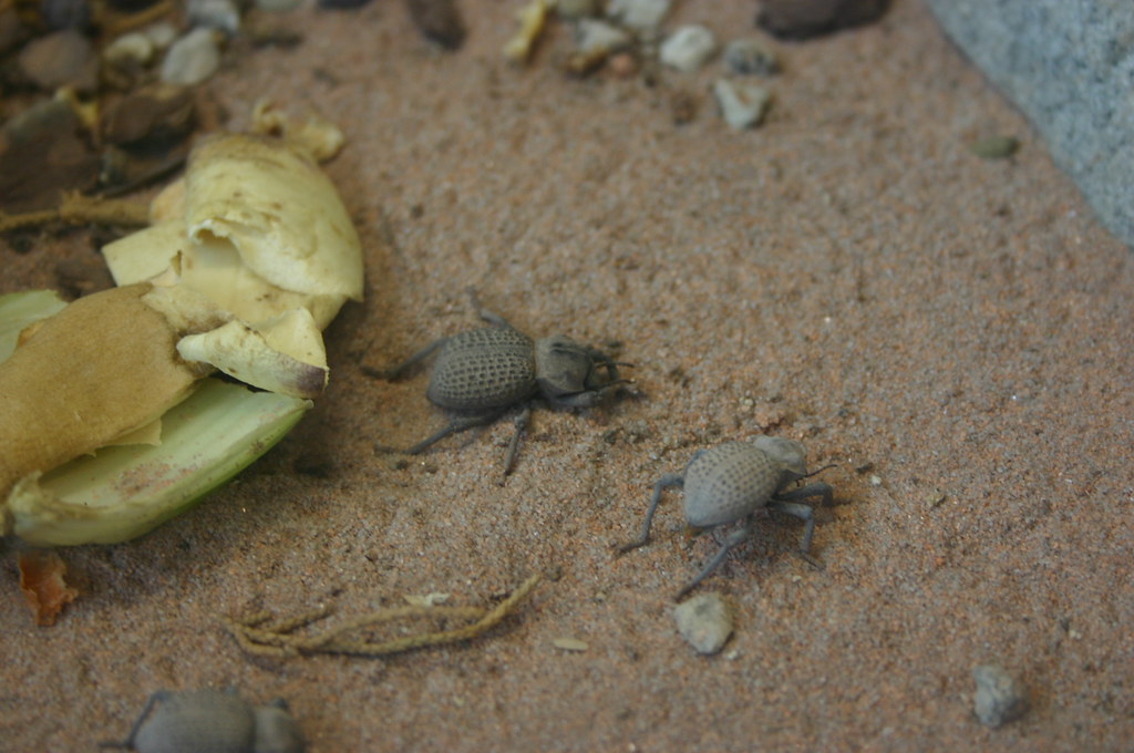 Development and Learning in Death Feigning (image credits: flickr)