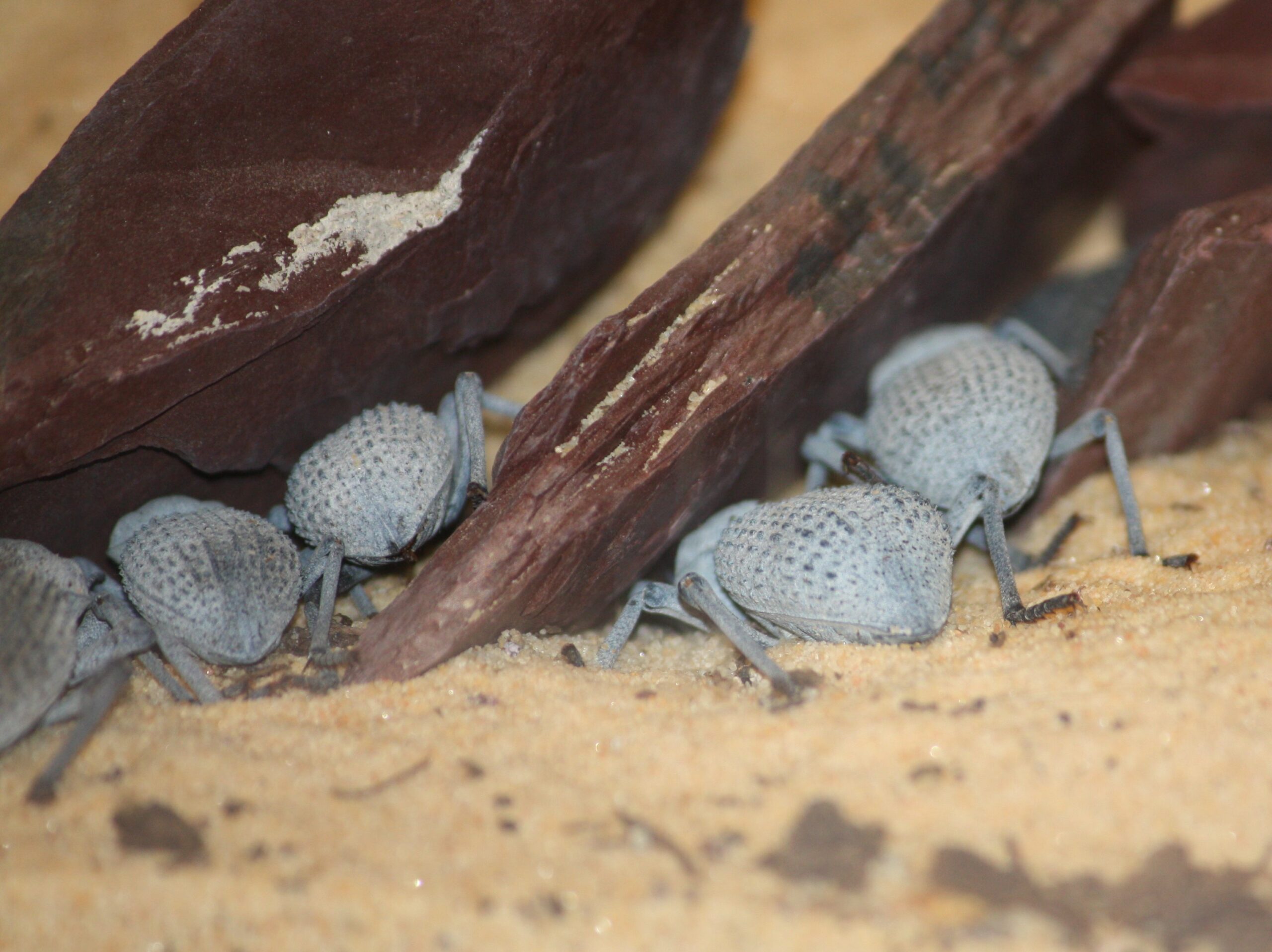 Evolutionary Origins of the Behavior (image credits: By Ltshears, CC BY-SA 3.0, https://commons.wikimedia.org/w/index.php?curid=17338687)
