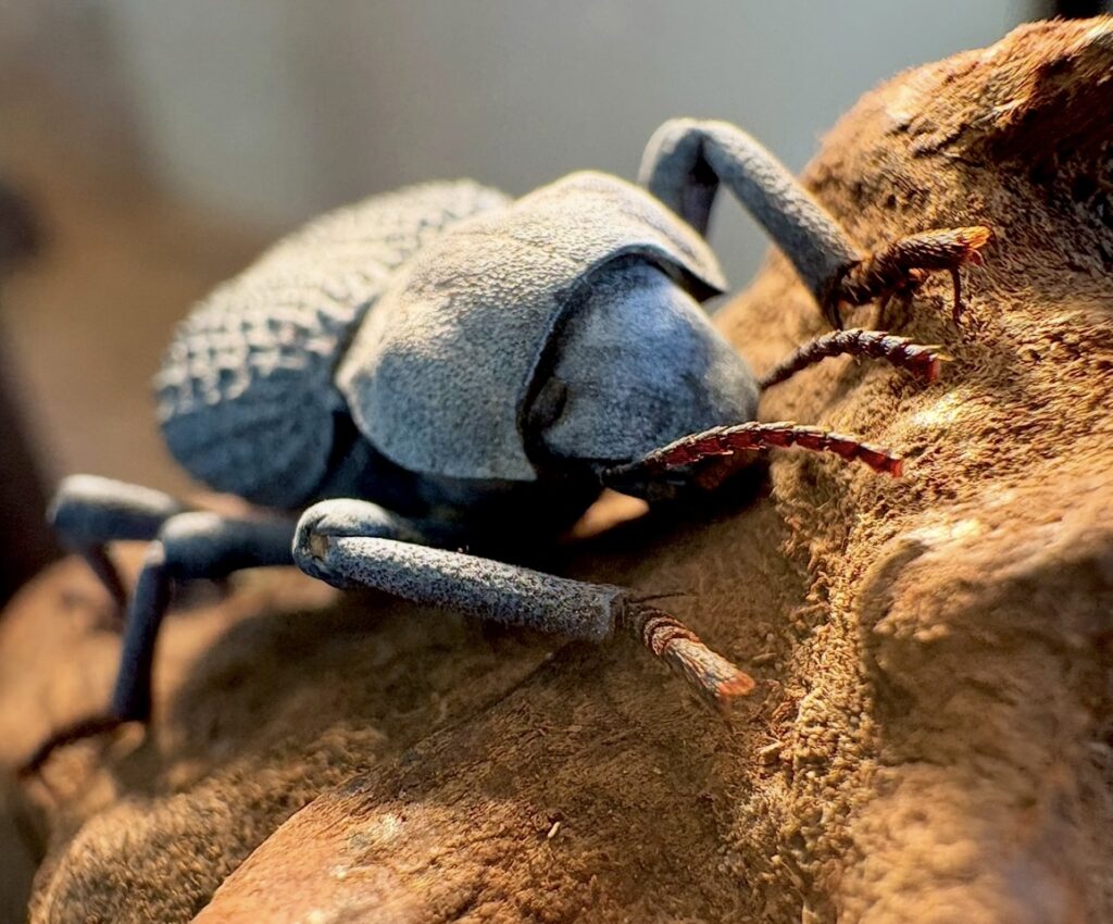 The Beetle That Pretends to Be Dead Until It's Safe to Escape