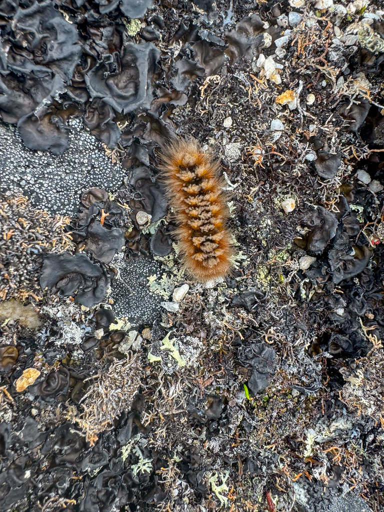 Arctic Woolly Bear Moths: Masters of the Deep Freeze (image credits: flickr)