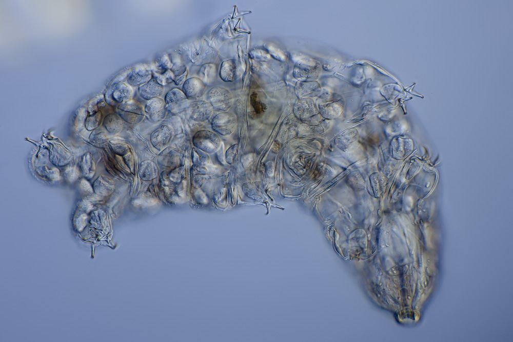 Tardigrades: The Ultimate Space Travelers (image credits: By Frank Fox, CC BY-SA 3.0 de, https://commons.wikimedia.org/w/index.php?curid=20217348)