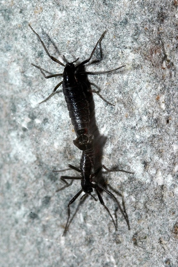 Antarctic Midges: Thriving in Earth's Freezer (image credits: wikimedia)