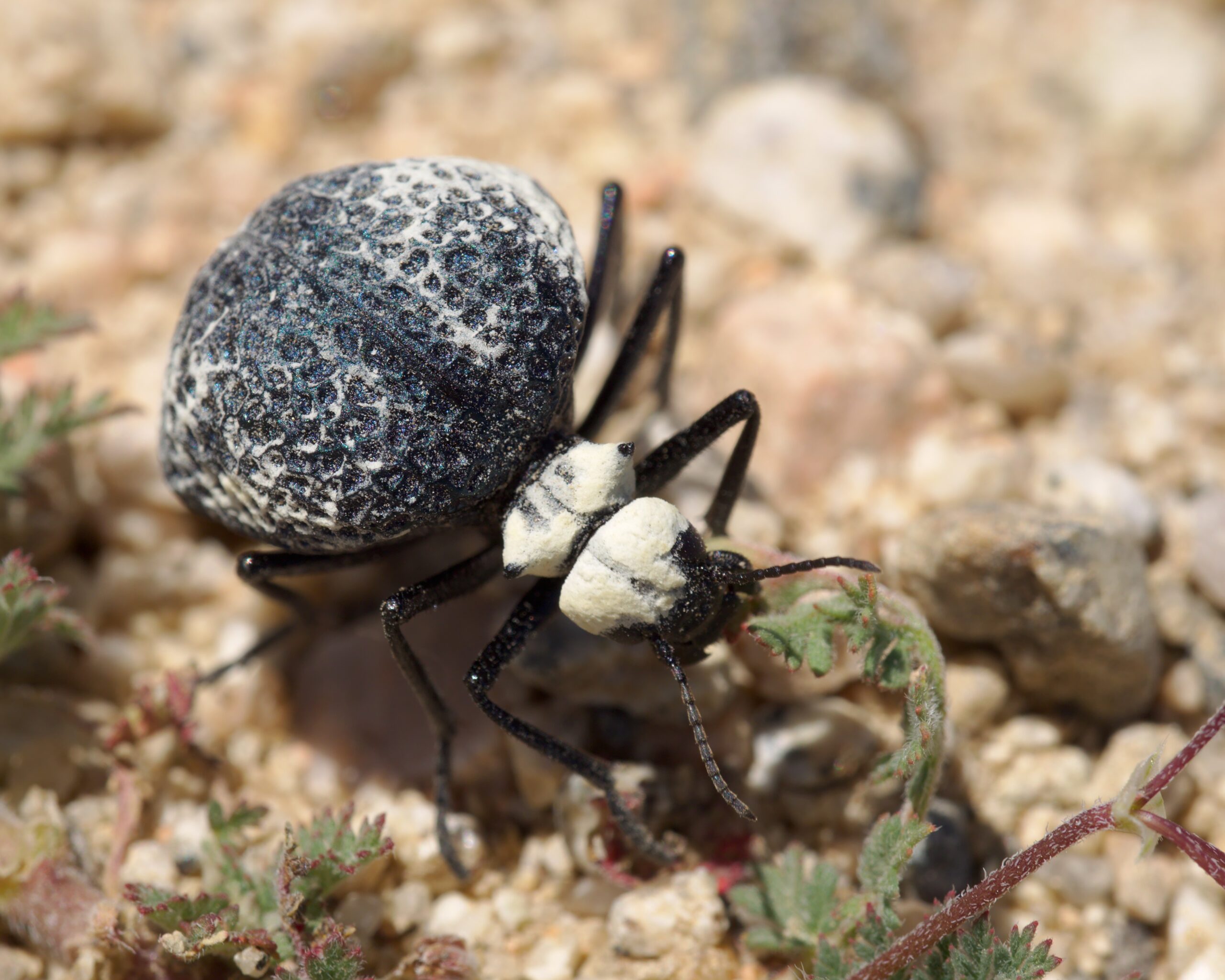 Desert Beetles: Surviving Nature's Furnace (image credits: wikimedia)