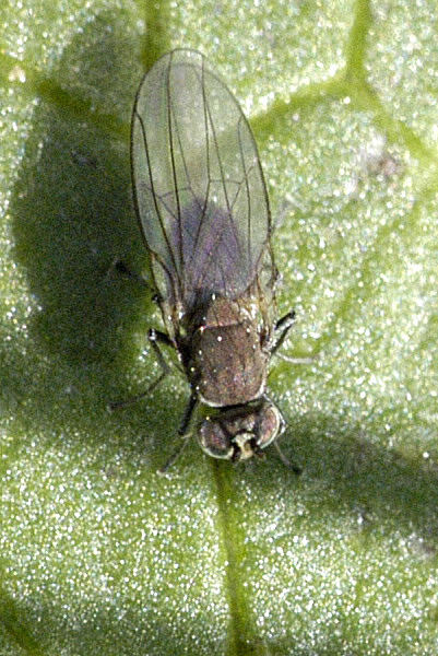 Brine Flies: Living in Liquid Death (image credits: James Lindsey's Ecology of Commanster Site, CC BY-SA 3.0, https://commons.wikimedia.org/w/index.php?curid=3512841)
