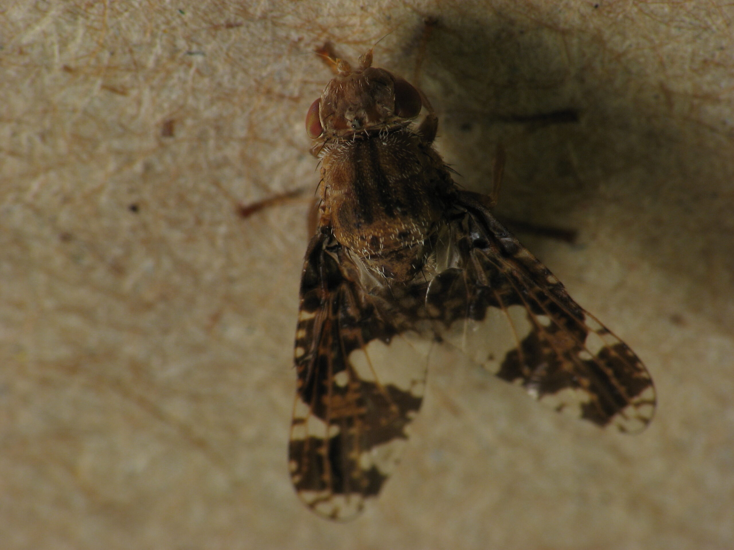 Freeze-Tolerant Flies: Ice Age Survivors (image credits: By Beatriz Moisset, CC BY-SA 4.0, https://commons.wikimedia.org/w/index.php?curid=76166580)