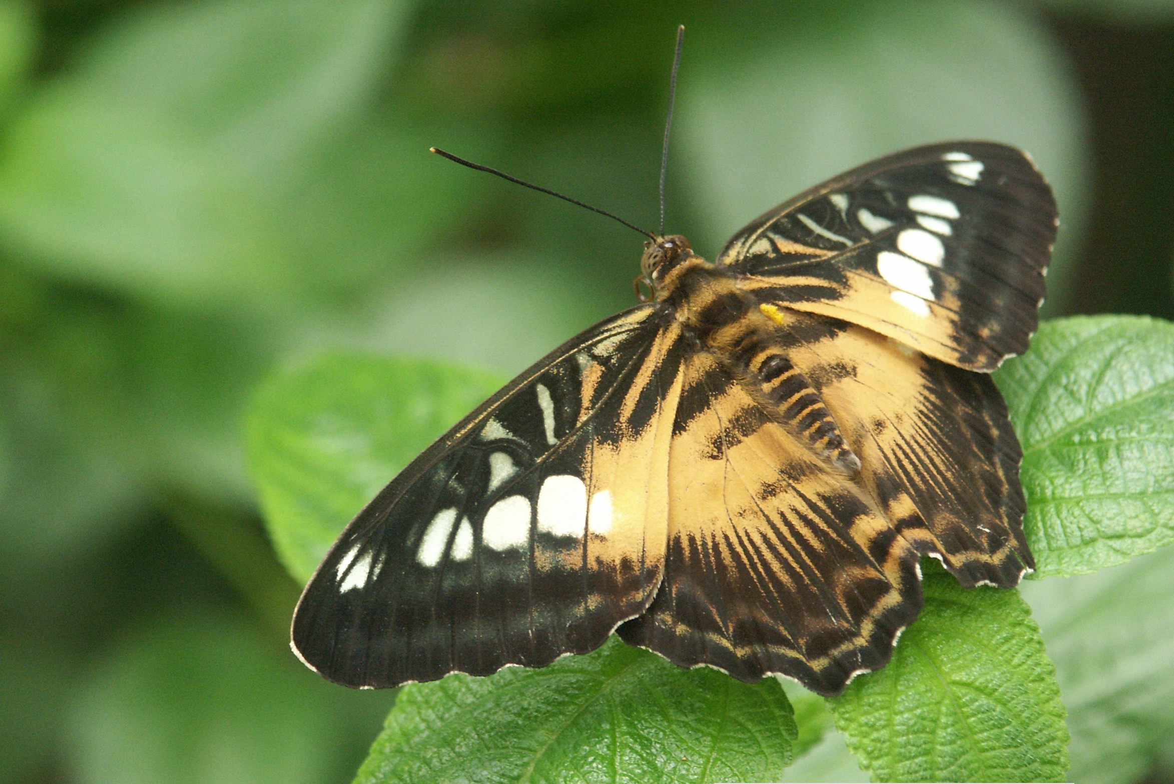High-Altitude Insects: Breathing Thin Air (image credits: By Andreas.Didion, CC BY-SA 2.5, https://commons.wikimedia.org/w/index.php?curid=994425)