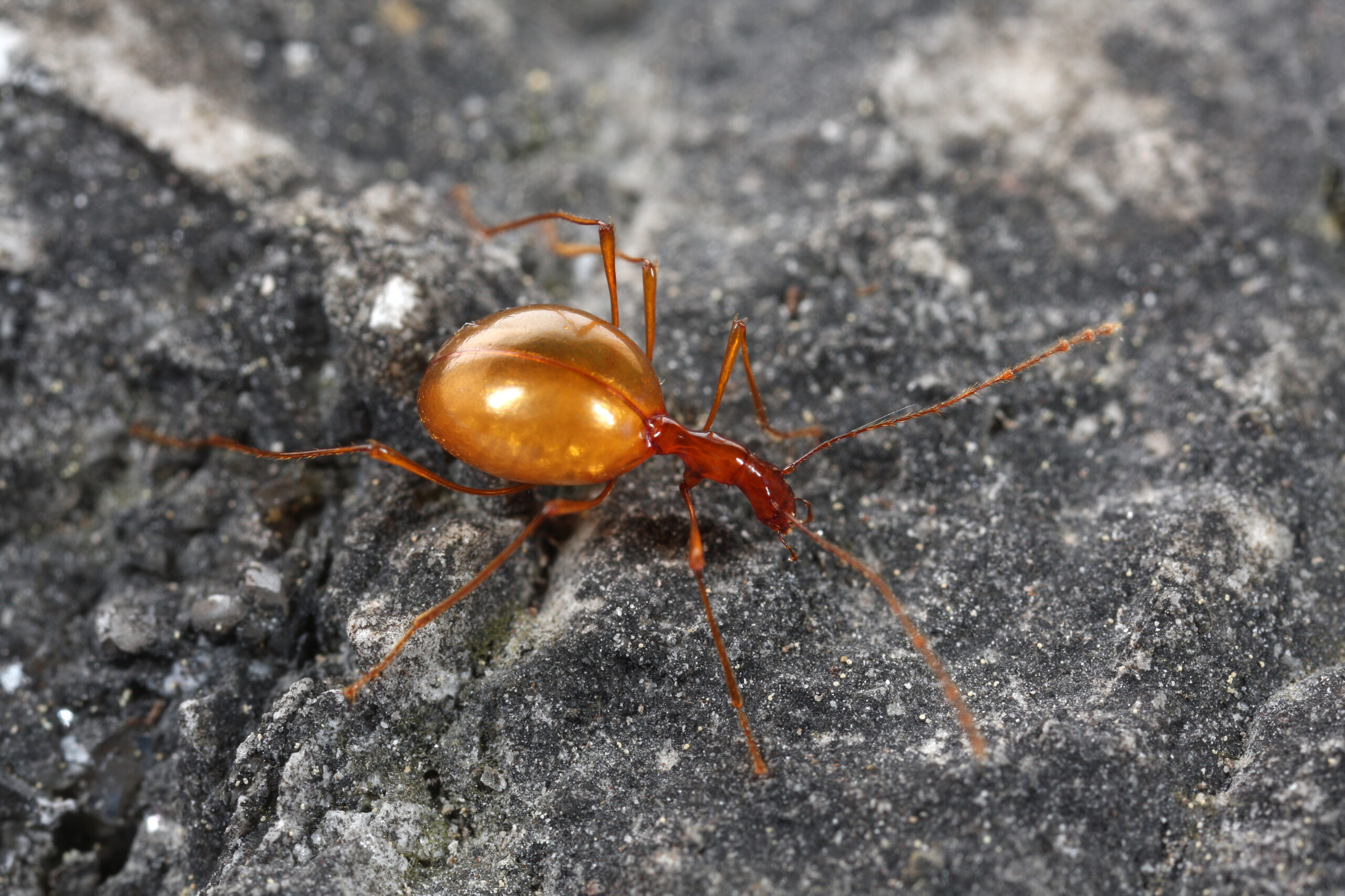 Pressure-Resistant Deep Cave Insects (image credits: By Yerpo, CC BY-SA 3.0, https://commons.wikimedia.org/w/index.php?curid=6725514)