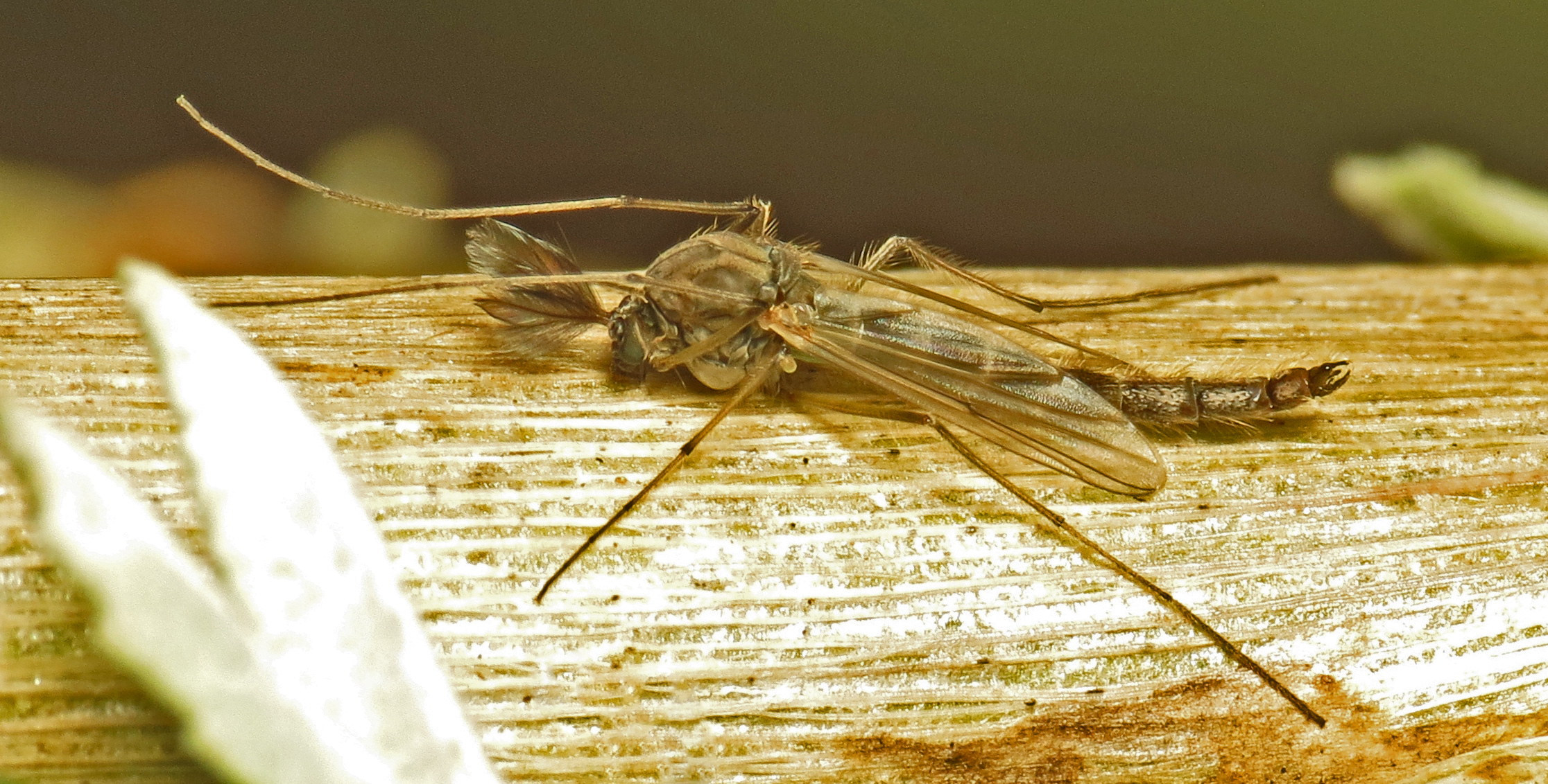 Acid-Tolerant Insects: Surviving Chemical Warfare (image credits: By Martin Cooper, CC BY 2.0, https://commons.wikimedia.org/w/index.php?curid=66202196)