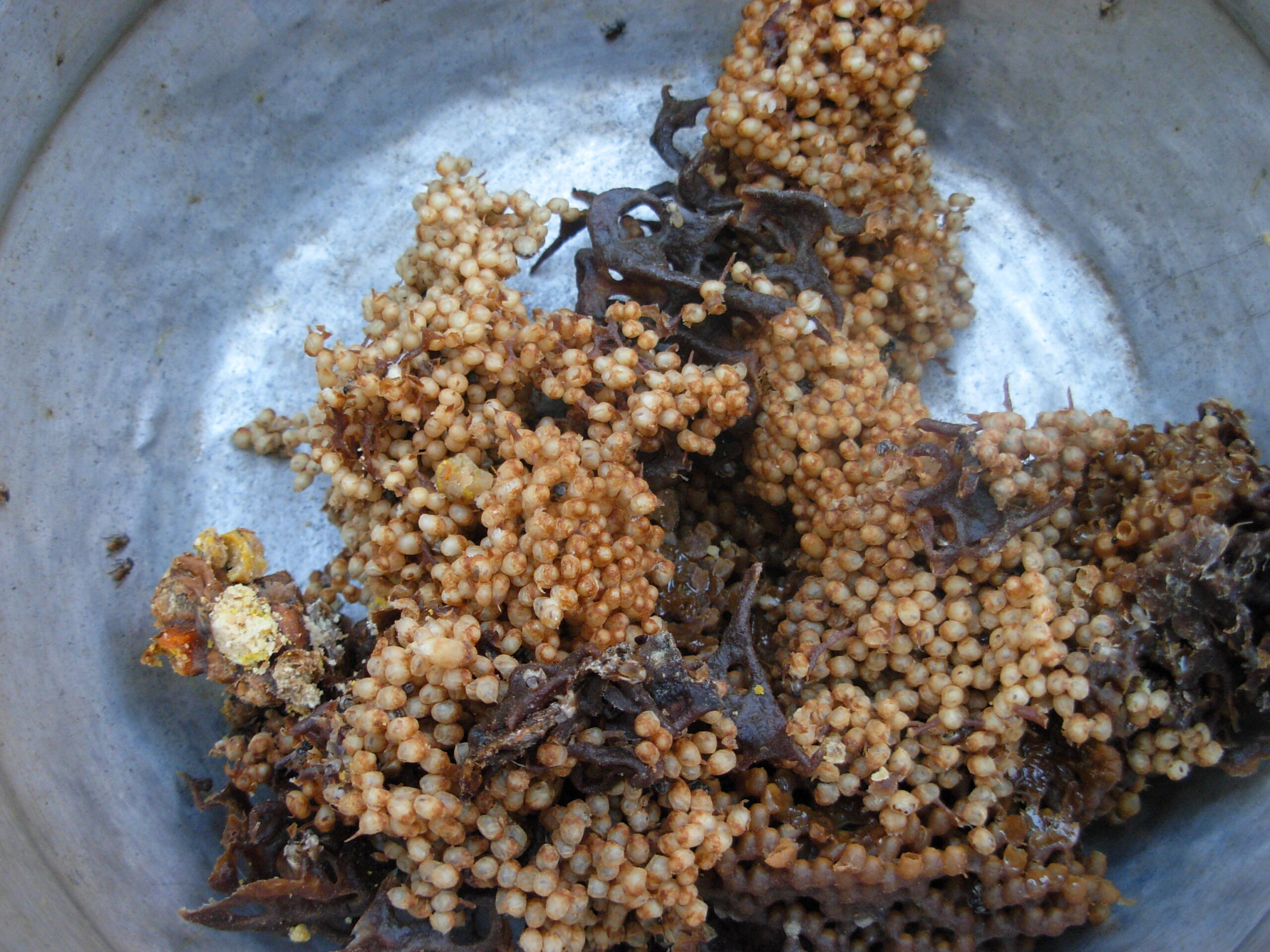 The Gruesome Menu That Sustains Them (image credits: Transferred from ml.wikipedia to Commons by Sreejithk2000 using CommonsHelper., CC BY 2.5, https://commons.wikimedia.org/w/index.php?curid=12723976)