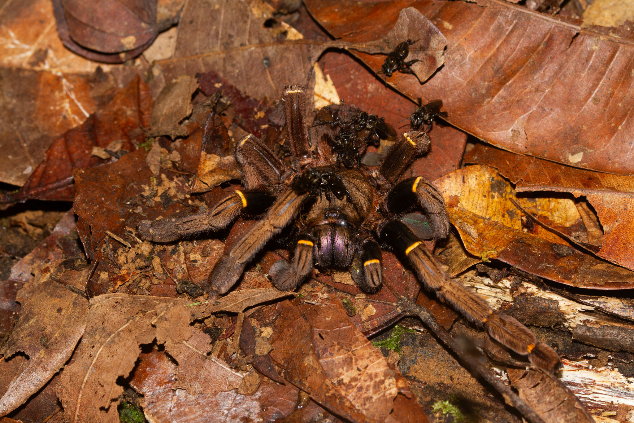 Nature's Tiny Butcher Shop Operations (image credits: wikimedia)