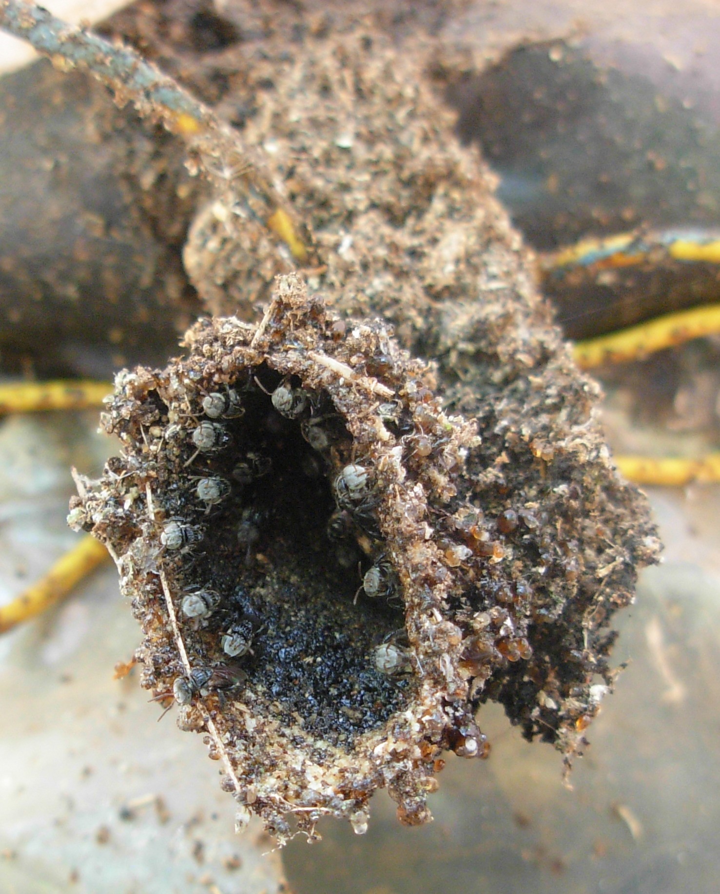 Inside the Fortress-Like Nests (image credits: Transferred from ml.wikipedia to Commons by Sreejithk2000 using CommonsHelper., CC BY 2.5, https://commons.wikimedia.org/w/index.php?curid=12736000)