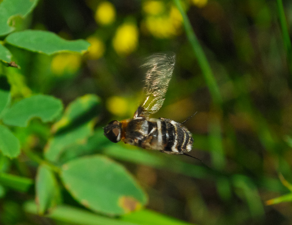 Chemical Warfare and Defense Mechanisms (image credits: flickr)