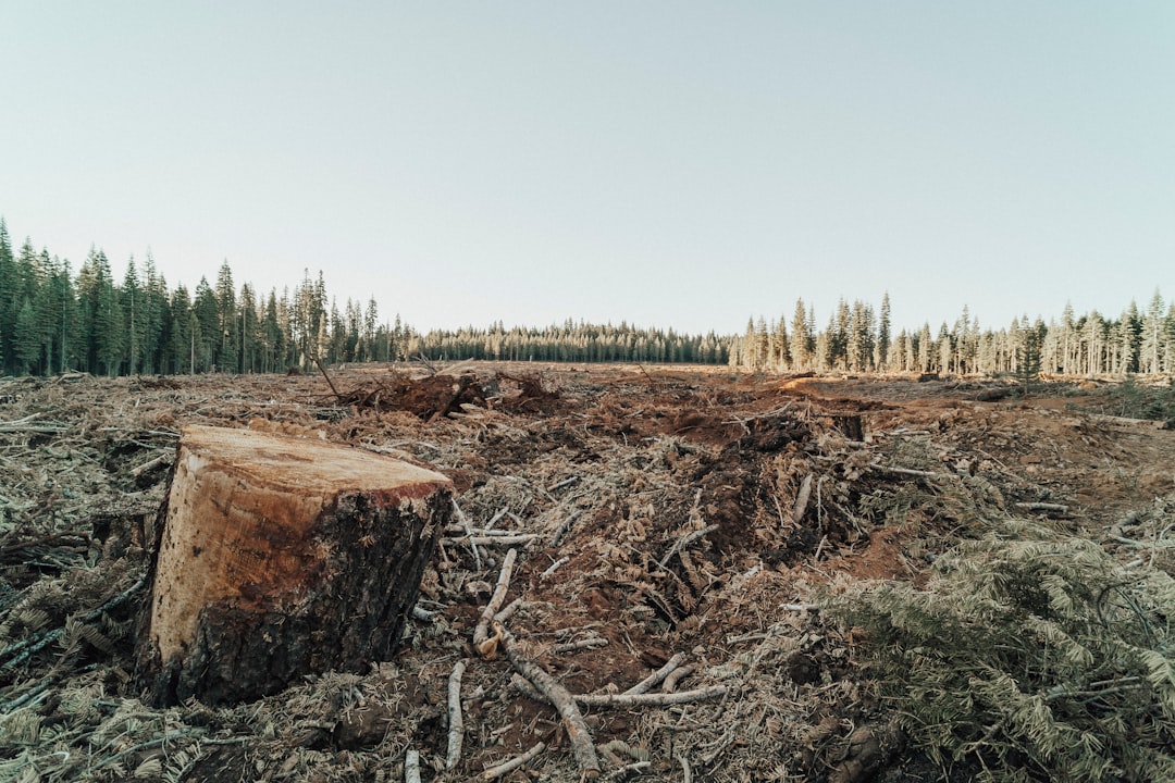 Conservation Concerns and Future Threats (image credits: unsplash)