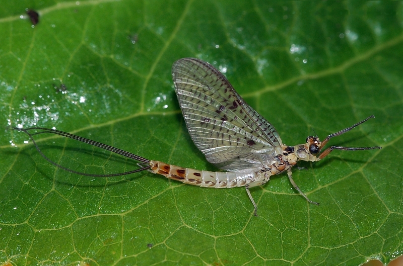 Mayflies and Their Flood-Timed Spectacles (image credits: By Fritz Geller-Grimm, CC BY-SA 2.5, https://commons.wikimedia.org/w/index.php?curid=980798)