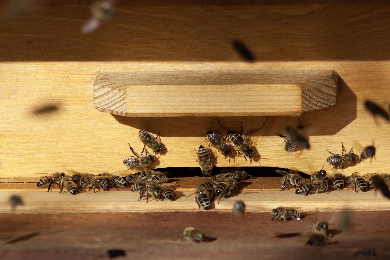 The Hidden World of City Insects (image credits: pixabay)