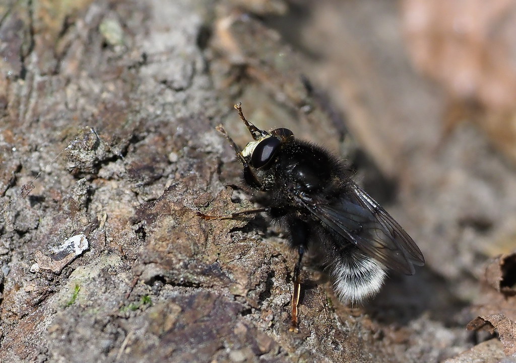 Fly Populations: From Pests to Pollinators (image credits: flickr)