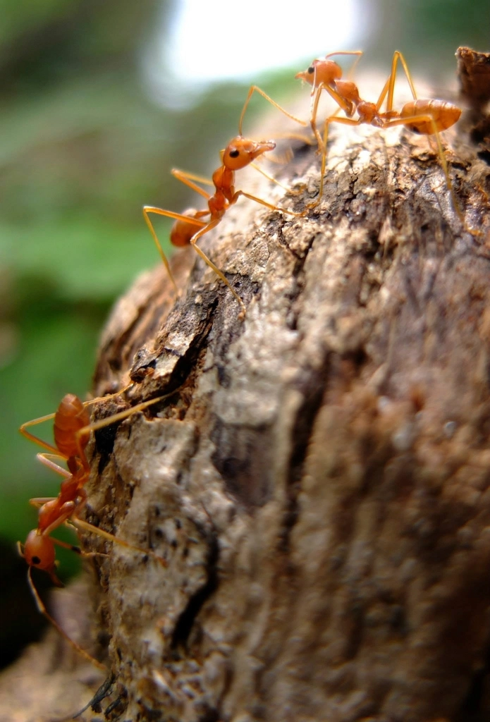 Citizen Science and Urban Insect Monitoring (image credits: rawpixel)