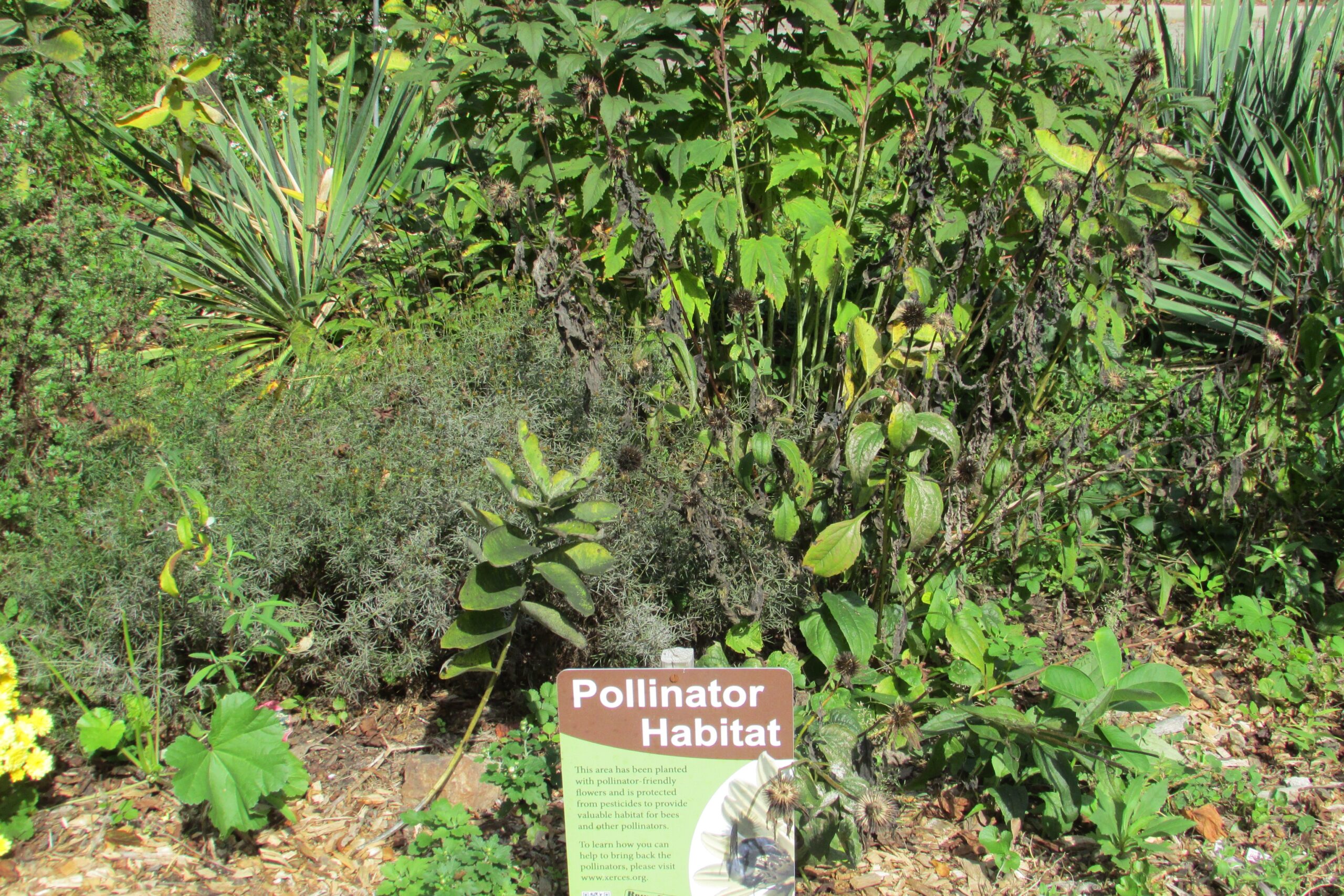 The Future of Urban Insect Communities (image credits: By Chris Light, CC BY-SA 4.0, https://commons.wikimedia.org/w/index.php?curid=82990005)