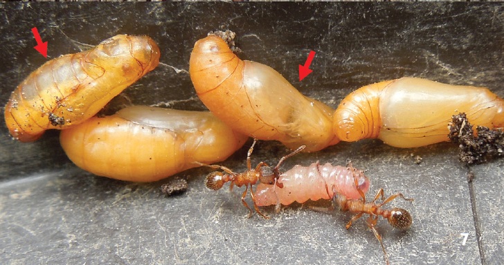 The Dark Art of Acoustic Mimicry (image credits: The re-discovered Maculinea rebeli (Hirschke, 1904): Host ant usage, parasitoid and initial food plant around the type locality with taxonomical aspects (Lepidoptera, Lycaenidae) doi:10.3897/zookeys.406.7124, CC BY 3.0, https://commons.wikimedia.org/w/index.php?curid=33317767)