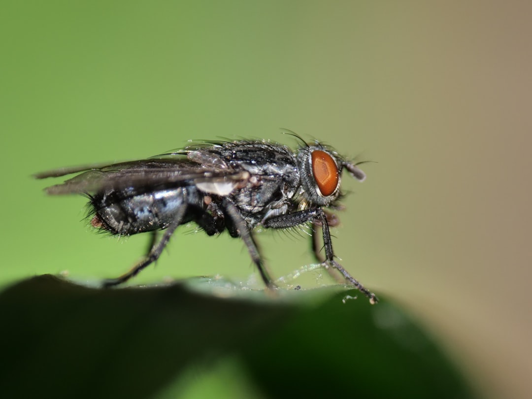Cricket Killers: Masters of Courtship Deception (image credits: unsplash)