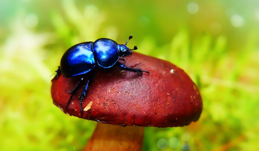 Beetle Broadcasters: The Art of Frequency Manipulation (image credits: unsplash)
