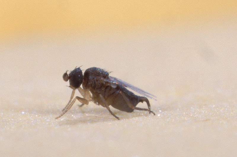 The Fly Mimics: Stealing Identity Through Sound (image credits: wikimedia)