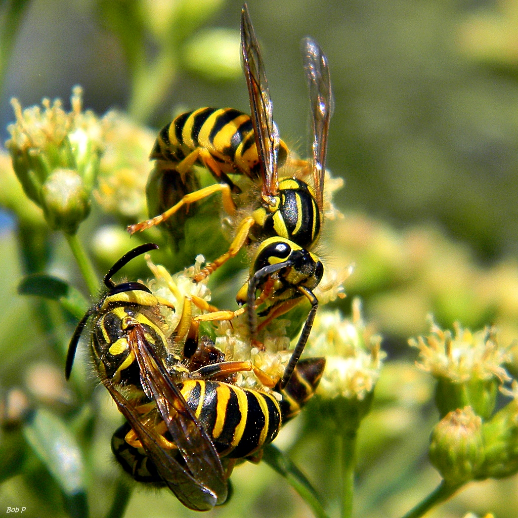 Butterfly Bandits: The Silent Assassins (image credits: flickr)