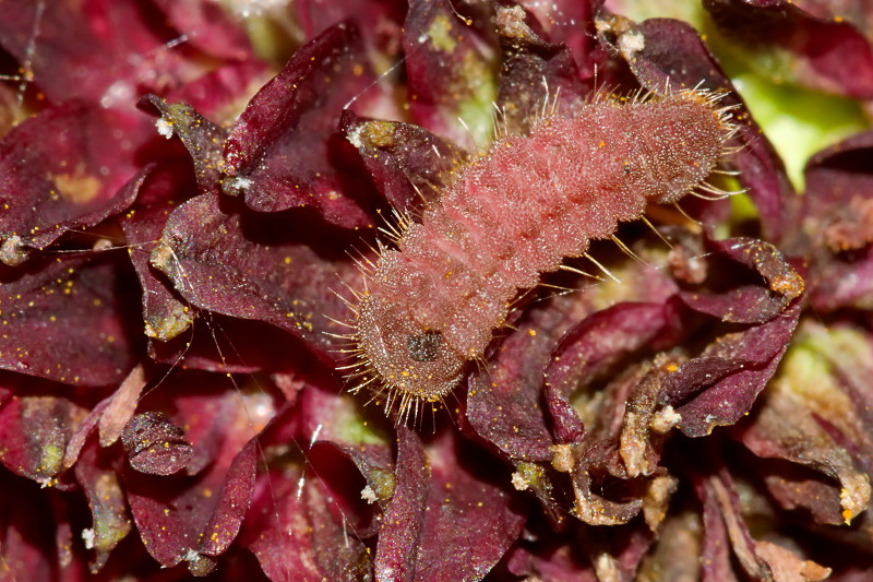 Meet the Parasites That Imitate Insect Sounds to Trick Their Hosts