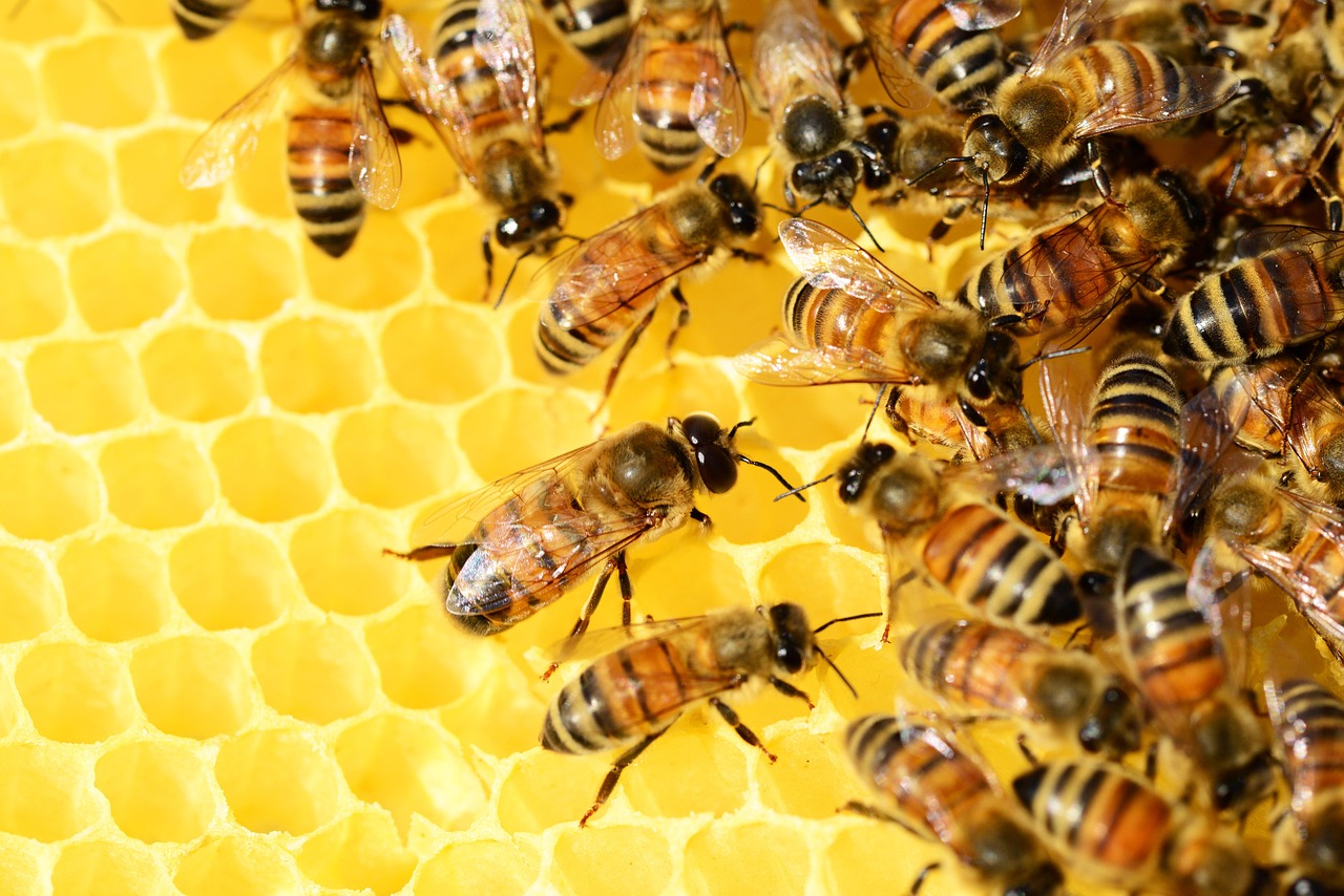 Social Learning: Bees Teaching Bees (image credits: pixabay)