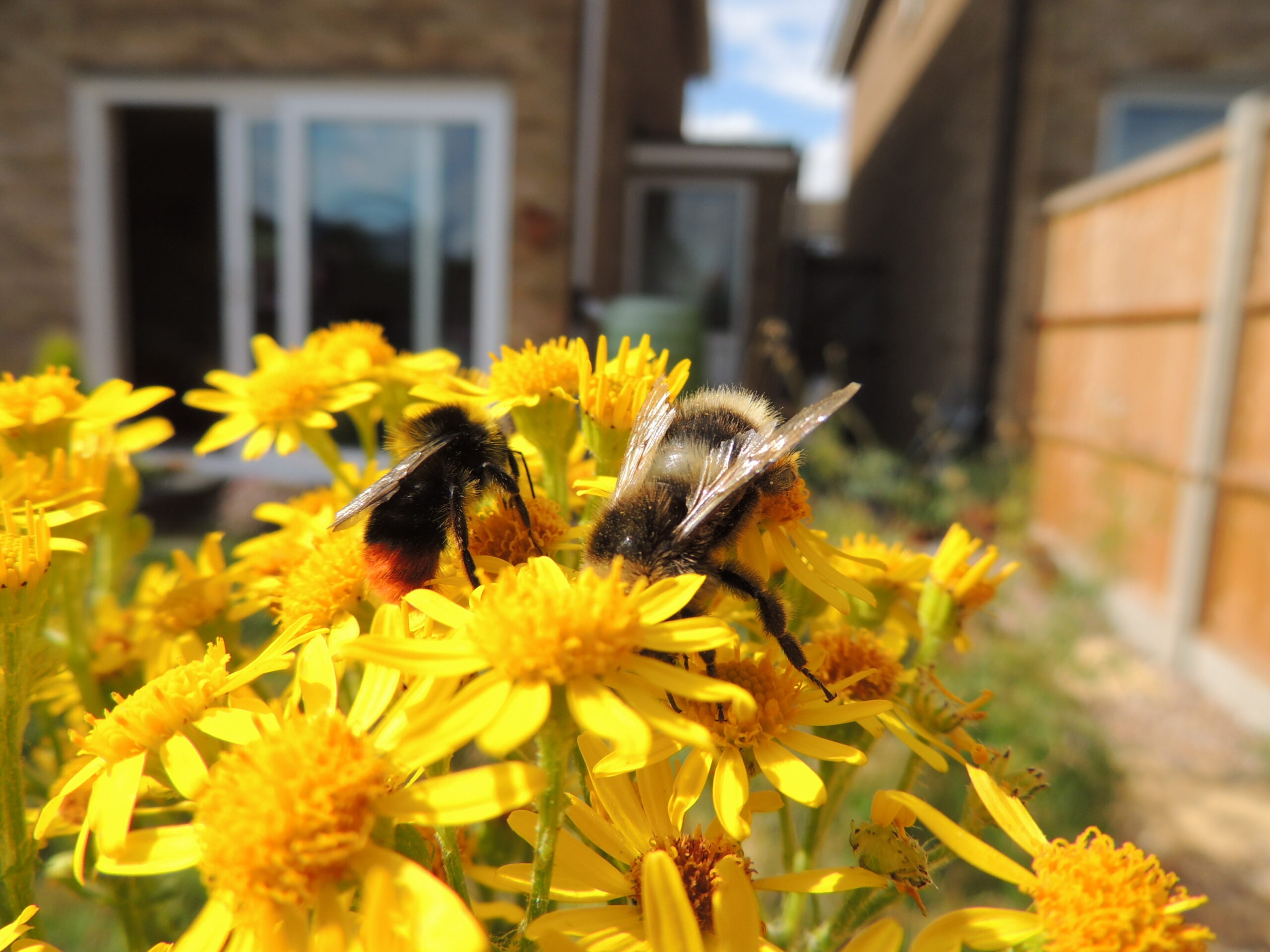 Individual Differences: Personality in Bees (image credits: Two bees, Sandy, Bedfordshire, CC BY 2.0, https://commons.wikimedia.org/w/index.php?curid=48913207)
