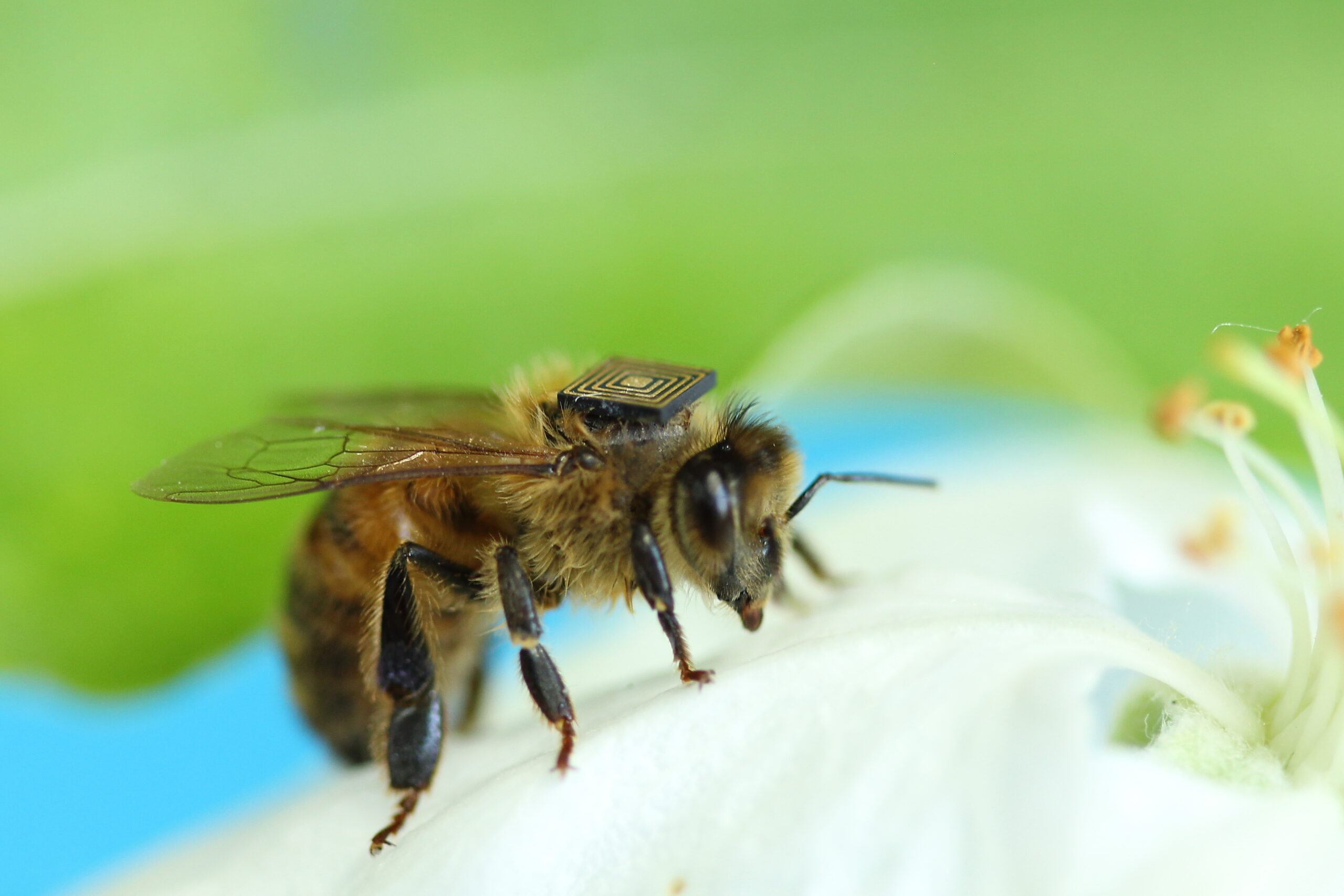 Implications for Understanding Animal Intelligence (image credits: wikimedia)