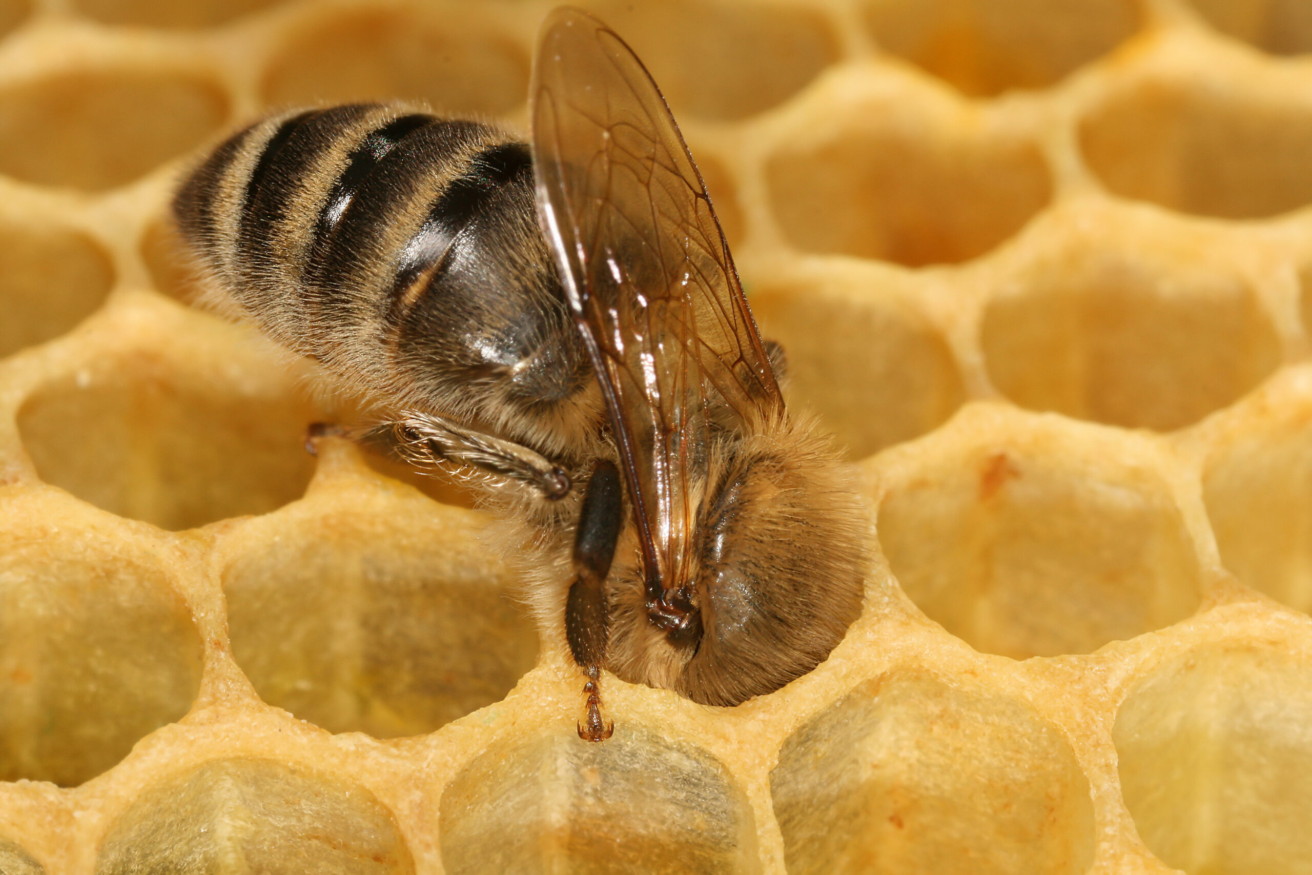 Technology and Future Research (image credits: By Richard Bartz, Munich Makro Freak & Beemaster Hubert Seibring, Munich which gave me advice and a protection suite ;) My dog cashed 6 bee-sticks on the nose, i cashed 4., CC BY-SA 2.5, https://commons.wikimedia.org/w/index.php?curid=2202301)