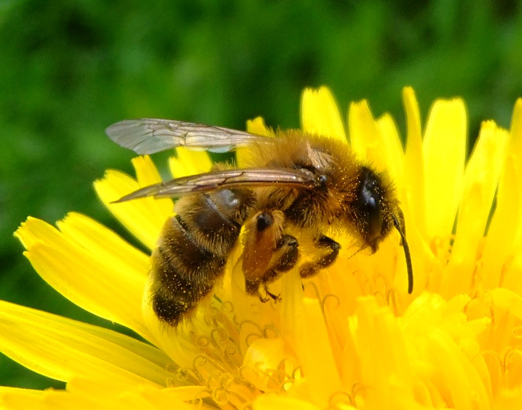 Conservation Through Cognitive Appreciation (image credits: flickr)