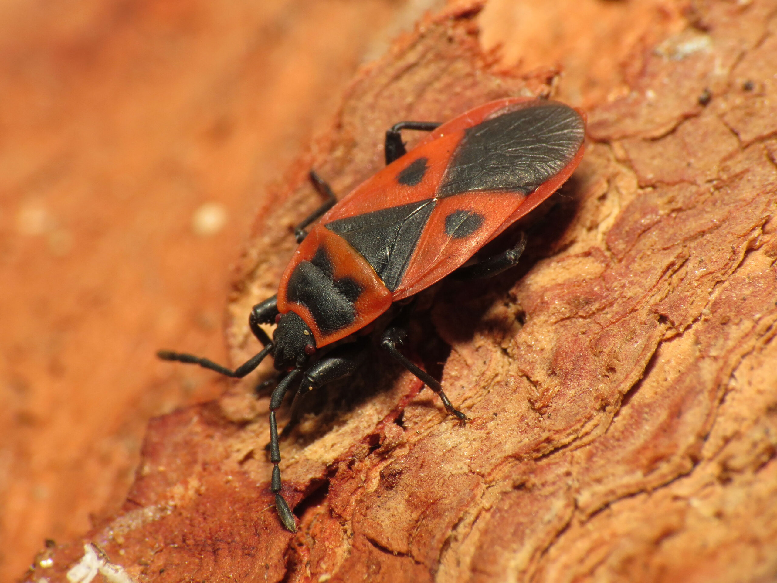 The Great Imposter Revealed (image credits: Red Bug, CC BY 2.0, https://commons.wikimedia.org/w/index.php?curid=40573398)