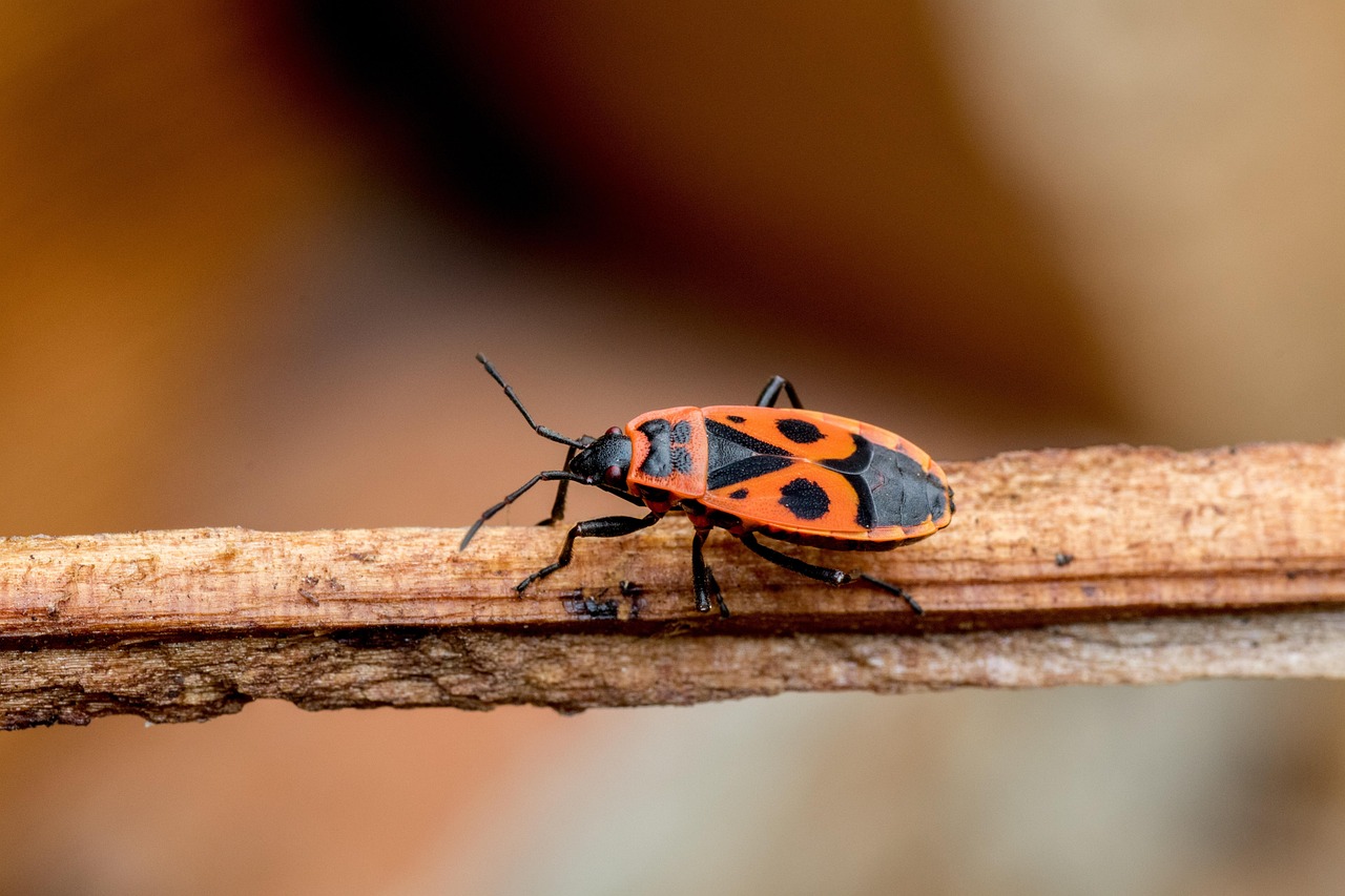 Spotting the Differences in Body Structure (image credits: pixabay)