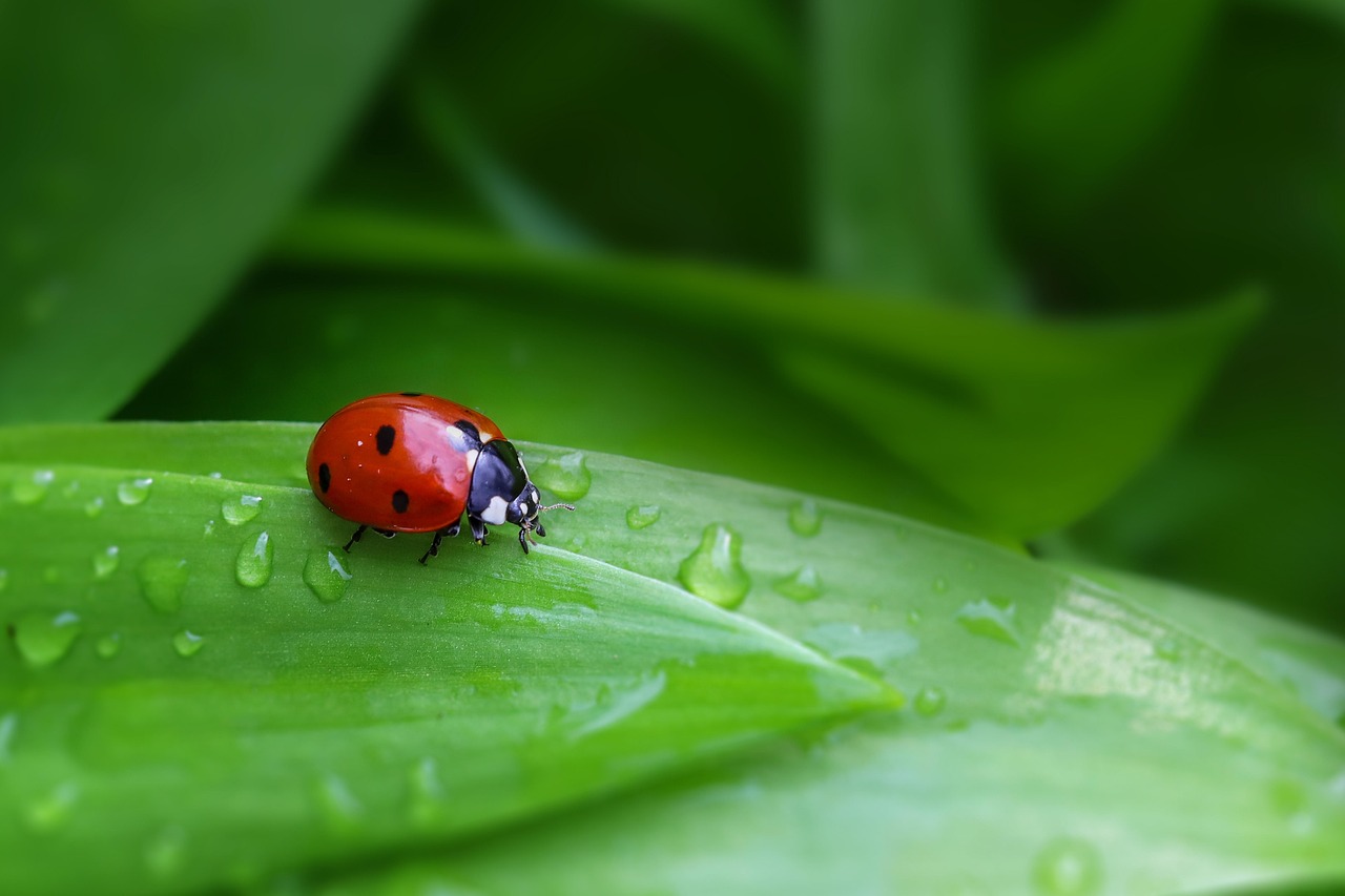 The Telltale Signs in Movement and Behavior (image credits: pixabay)