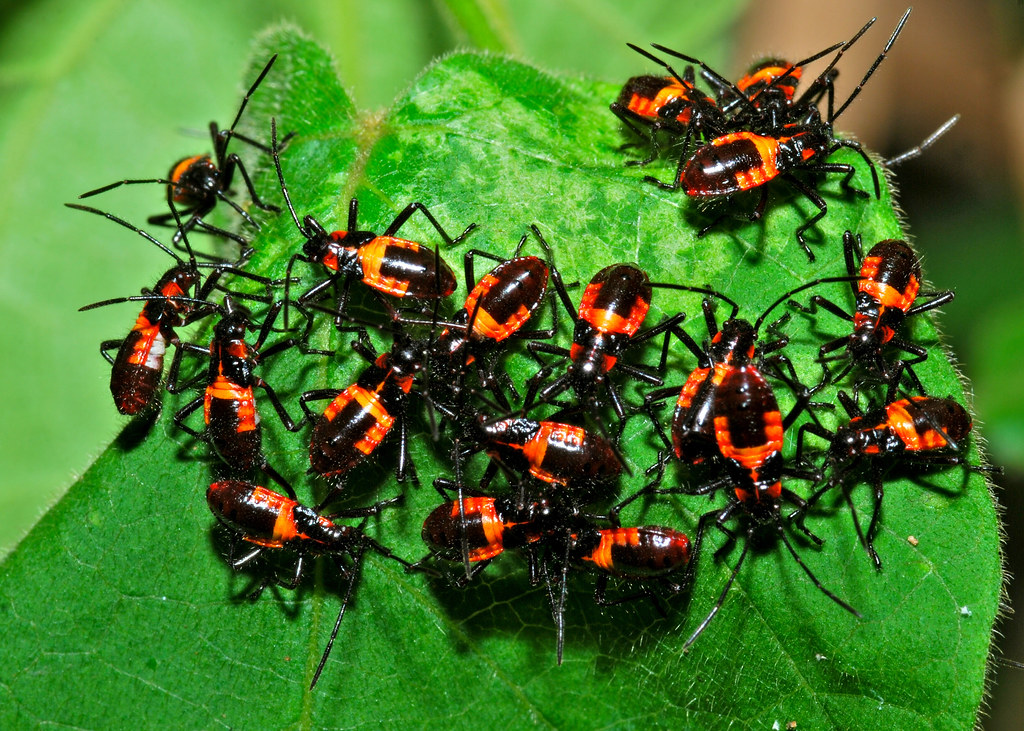 The Science Behind Perfect Mimicry (image credits: flickr)