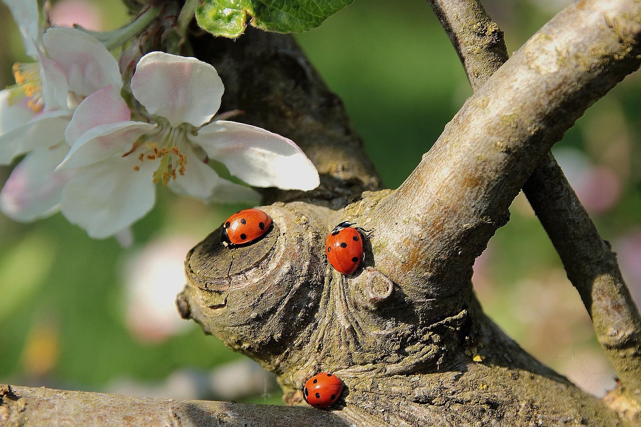 Impact on Garden Ecosystems (image credits: pixabay)