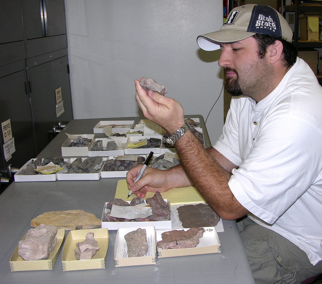 Evolutionary Timeline and Fossil Evidence (image credits: flickr)