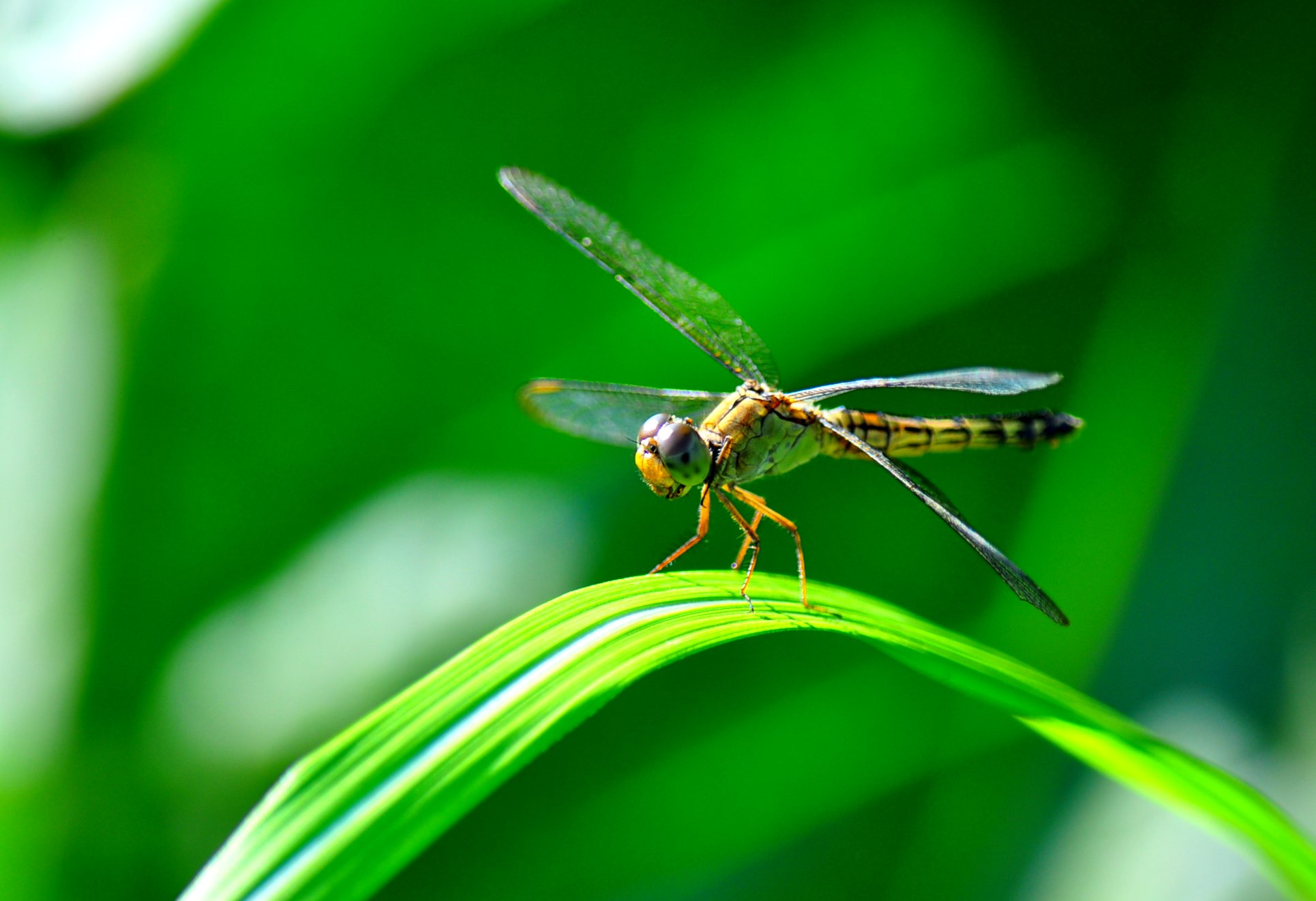 The Mathematics of Perfect Predation (image credits: wikimedia)