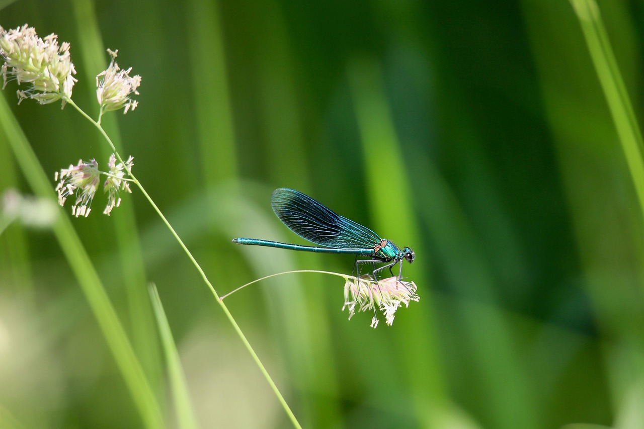 Sensory Superpowers Beyond Human Comprehension (image credits: pixabay)