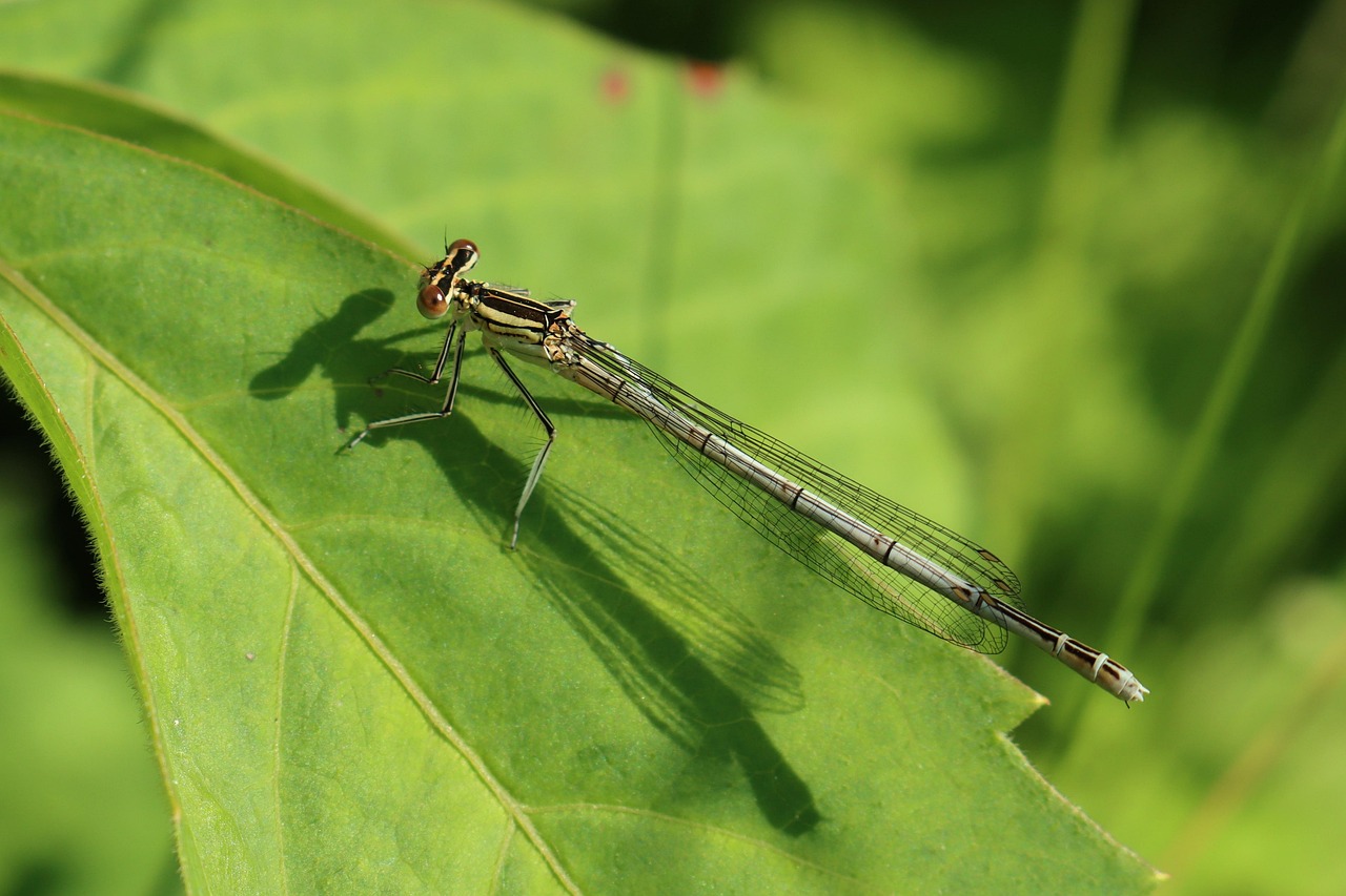 Territorial Dominance and Strategic Positioning (image credits: pixabay)