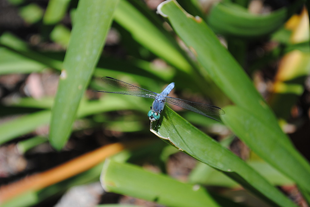 Evolutionary Arms Race Champions (image credits: flickr)