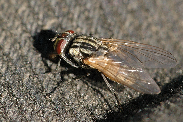 Cleaning Their Sensory Equipment (image credits: James Lindsey's Ecology of Commanster Site, CC BY-SA 3.0, https://commons.wikimedia.org/w/index.php?curid=1970083)